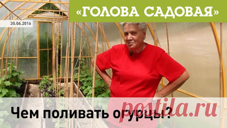 Голова садовая - Чем поливать огурцы? Подписывайтесь на кулинарный канал моей подруги: https://www.youtube.com/channel/UCW3SoDS-bzHhmy8mlxNDLmQ?sub_confirmation=1-Ваши огурцы не растут? Может вы ...