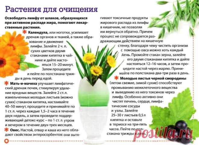 Растения для очищения лимфы от шлаков