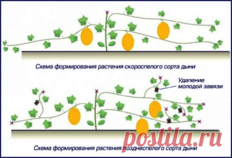 формирование дыни схема - Поиск в Google