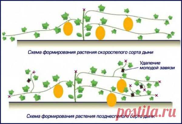 формирование дыни схема - Поиск в Google