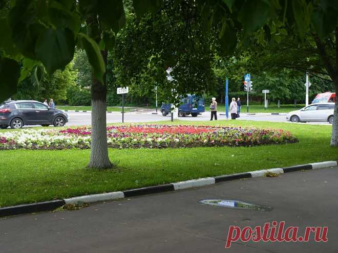 Из-под деревьев....