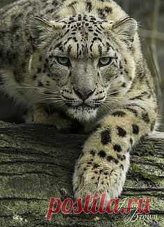 Pinterest