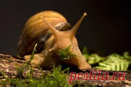 Улитки ахатины уход и содержание | Мои домашние питомцы