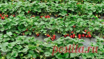 Самая важная и обязательная подкормка в сентябре для клубники. | Секреты огородника | Яндекс Дзен