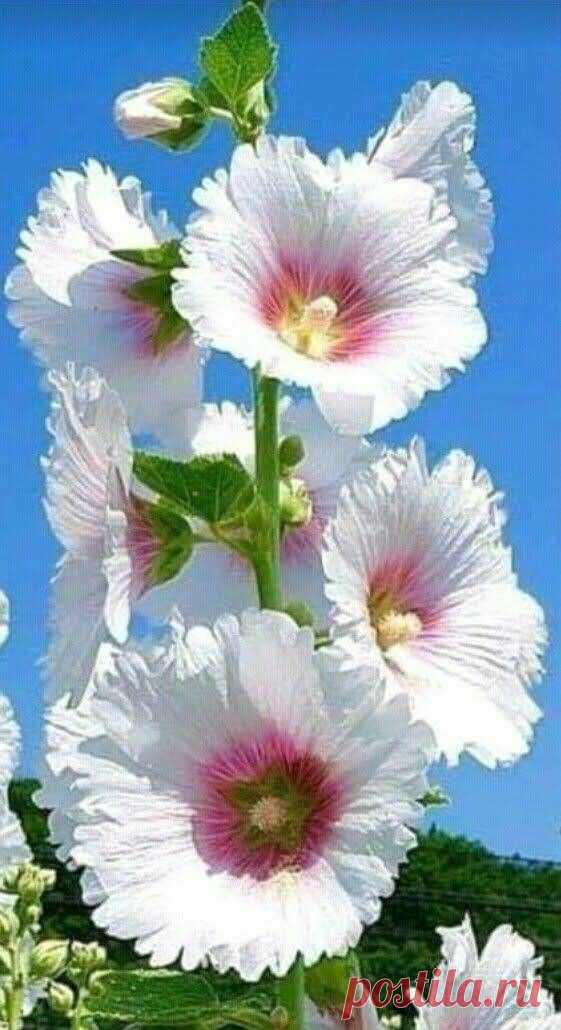 Доброго ранку, Валя!