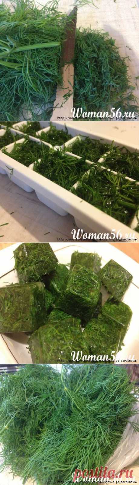 Заготовка укропа на зиму разными способами.