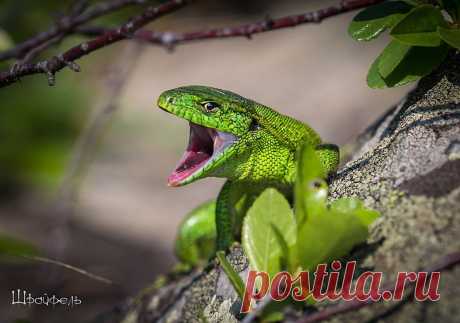 Александр Шрайфель
53 года, Россия, Каменск-Шахтинский