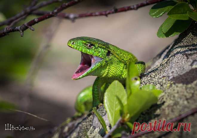 Александр Шрайфель
53 года, Россия, Каменск-Шахтинский