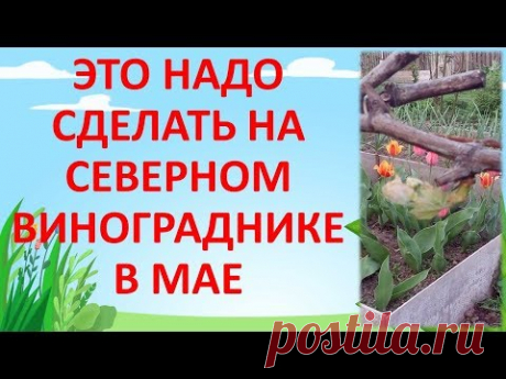 ЧТО ДЕЛАТЬ В МАЕ С ВИНОГРАДОМ НА СЕВЕРЕ