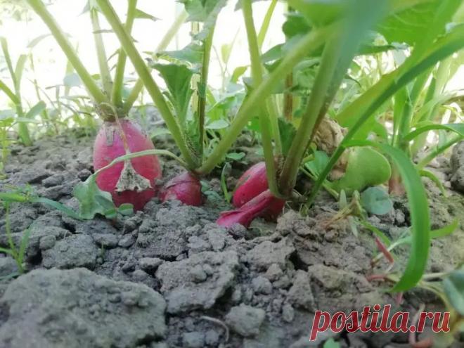 Рядом с чем сажать редис, чтобы он не ушел в стрелку: растение-регулятор роста. Агрономы отмечают, что редис особенно чувствителен к свету и влаге.