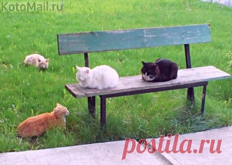 У нас зимой - печки, а летом - лавочки!