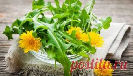 Всего 1 лист этого растения может спасти вашу жизнь! Оно растет почти в каждом саду, но лишь немногие знают, как им пользоваться! Большинство из нас не знают, что природа вокруг нас богата многочисленными преимуществами для здоровья. Когда, например, упоминается термин лейкоз, первое, что приходит на ум, это химиотерапия и лекарства. В сегодняшней статье мы поделимся с вами всей необходимой информацией об одуванчиках, их листьях и корнях,