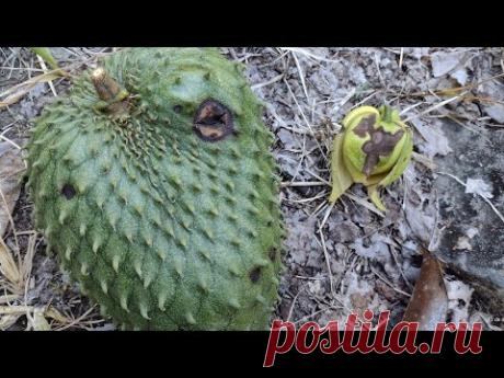 Guanabana, antracnosis en las flores y las frutas