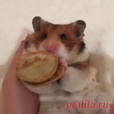 Одноклассники