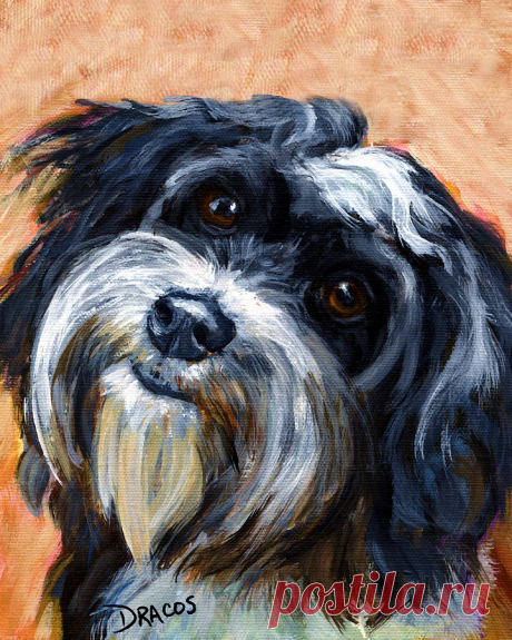 Havanese Dog Portrait by Dottie Dracos Havanese Dog Portrait Painting by Dottie Dracos
