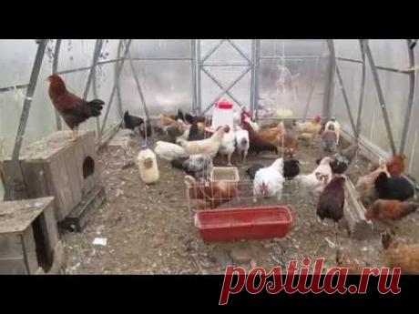 Куры несутся зимой как летом!