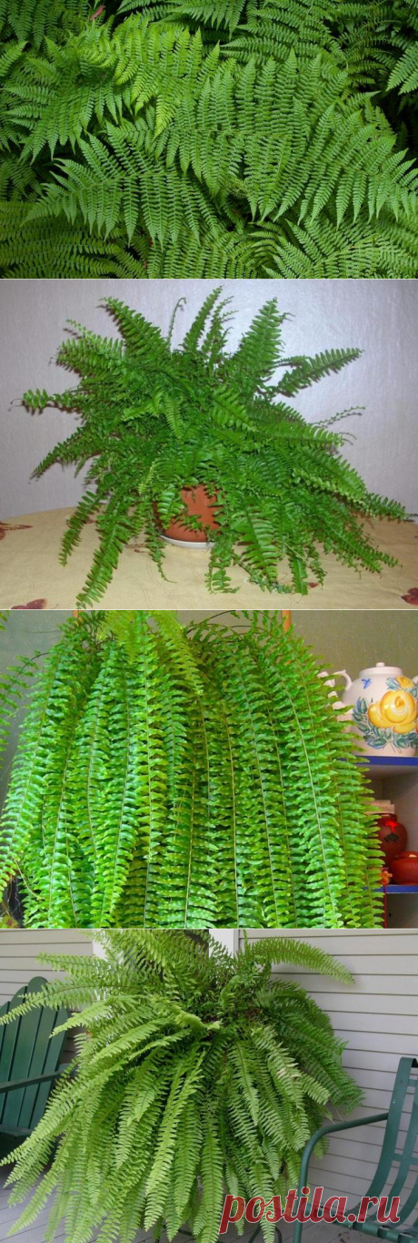 Папоротник в квартире: особенности ухода и возможные трудности