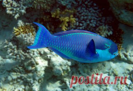 Рыба-попугай.