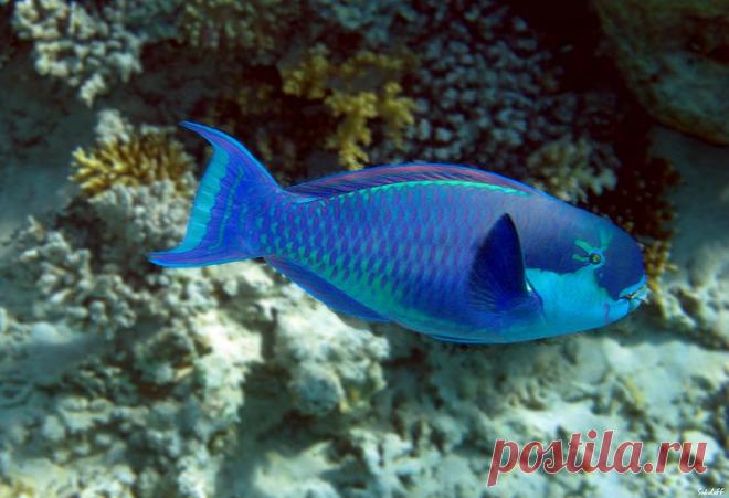 Рыба-попугай.