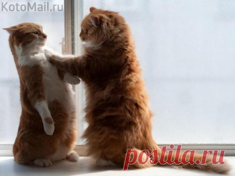 Теперь я прячусь, а ты меня ищешь | KotoMail.ru