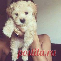 Самый прелестный котик с маленькими клыками / Surfingbird знает всё, что ты любишь