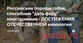 Российские породы собак, способные 