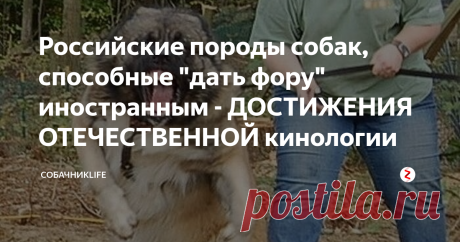 Российские породы собак, способные "дать фору" иностранным - ДОСТИЖЕНИЯ ОТЕЧЕСТВЕННОЙ кинологии Самая большая страна в мире стала родиной для многих прекрасных пород. Дело не только в количестве, но и в разнообразии - климатические условия способствовали созданию очень разных животных. Сегодня мы заглянем вглубь веков, чтобы в хронологическом порядке проследить процесс появления лучших российских собак.
Русская псовая борзая
Первый стандарт породы датируется 1888 годом. Русская псовая - резу