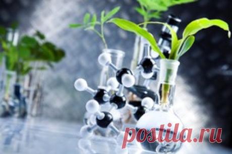 Регуляторы роста - рассада, регулятор роста, формирование рассады, комнатные растения