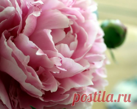 Ференц Лист (Грёзы любви).