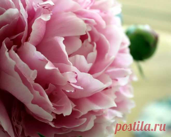 Ференц Лист (Грёзы любви).