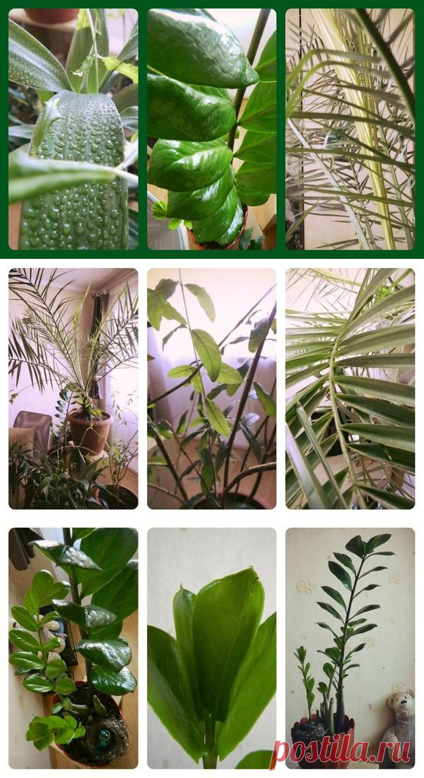 И в Сибири могут финики расти! / Конкурс "Домашние цветы" / 7dach.ru