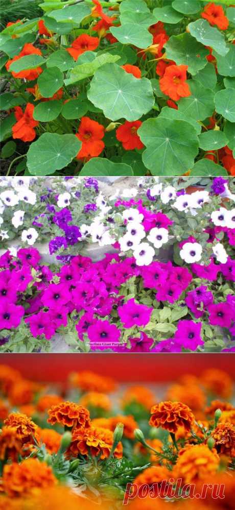 Какие цветы не едят животные и как защитить клумбы от кур — 6 соток