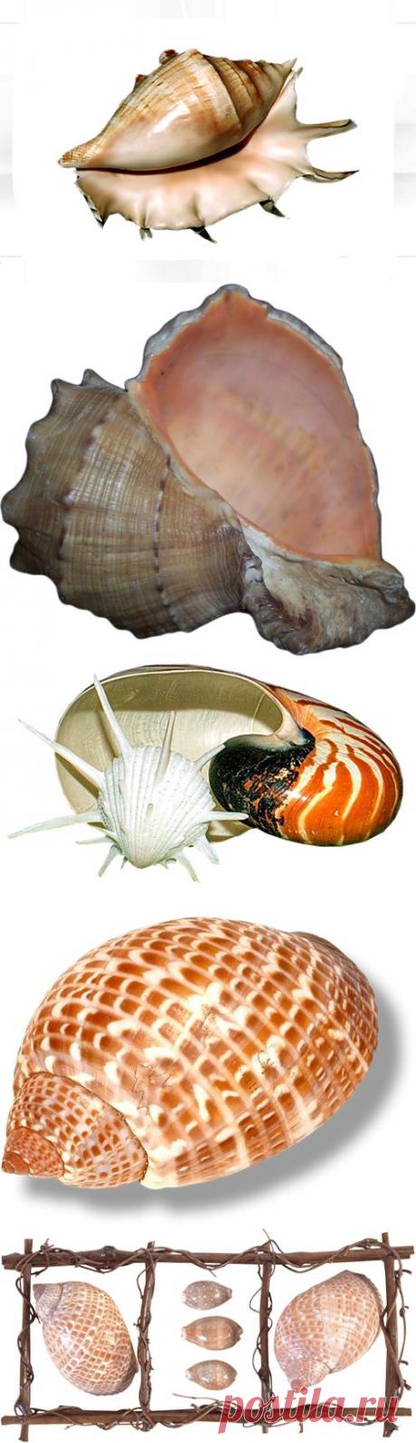 Морская тематика - картинки для творчества - клипарт на прозрачном фоне Seashells PNG