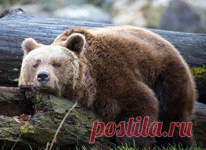 Руководящие должности требуют от людей большого профессионализма и высоких моральных качеств. О том, что происходит, когда у начальника нет ни того, ни другого, расскажет вам эта поучительная басня в стихах.