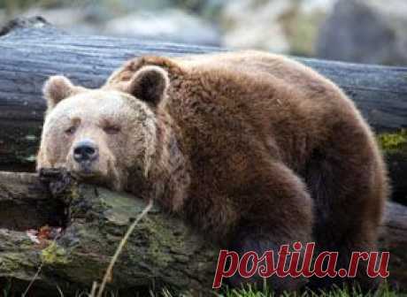 Руководящие должности требуют от людей большого профессионализма и высоких моральных качеств. О том, что происходит, когда у начальника нет ни того, ни другого, расскажет вам эта поучительная басня в стихах.