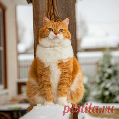 Великолепный рыжий котяра из России очаровывает соцсети