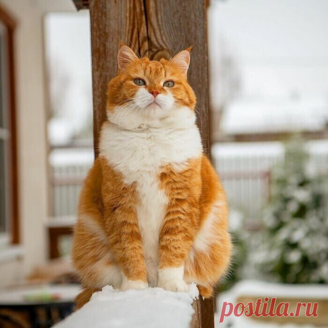 Великолепный рыжий котяра из России очаровывает соцсети
