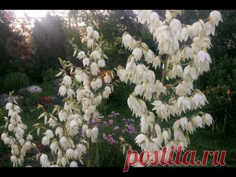 Юкка нитчатая (Yucca filamentosa)