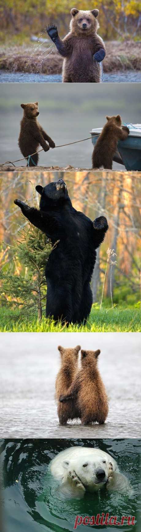 Превед, медвед