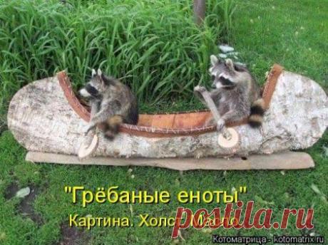 Смотри котоматрицы!!! Подними себе настроение!!! - Экологическое землетворчество | Экологическое землетворчество