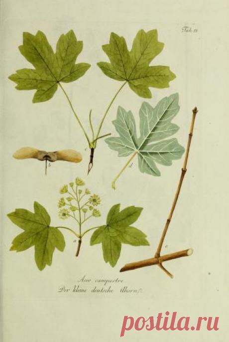 Общее древовидение в Австрии: или изображения отечественных и зарубежных деревьев и кустарников, посадка которых возможна и полезна в Австрии: Шмидт, Франц, 1751-1835 гг.: Бесплатная загрузка, заимствование и потоковая передача: Интернет-архив