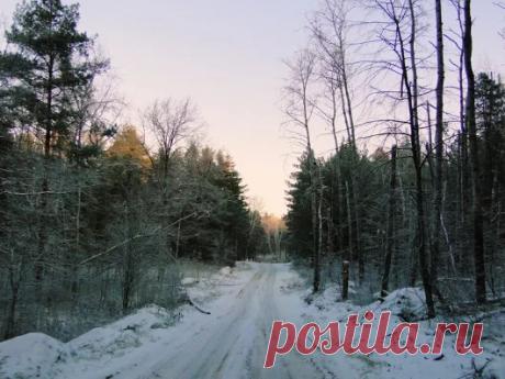 Лес-красота планеты/Forest - beauty of the planet – Google+