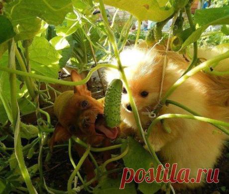 Охотники за огурцами