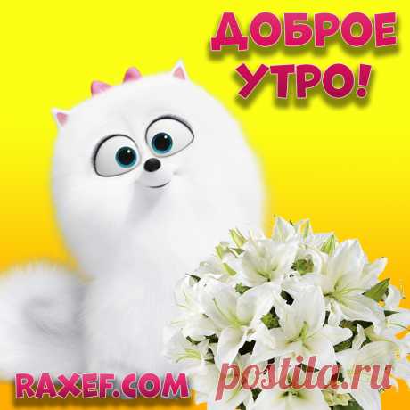 Открытки с добрым утром с цветами! Подснежники, розы, тюльпаны, лилии, ромашки! С добрым утром! Картинка с букетом роз женщине... | Страница 17
