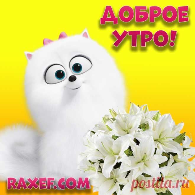 Открытки с добрым утром с цветами! Подснежники, розы, тюльпаны, лилии, ромашки! С добрым утром! Картинка с букетом роз женщине... | Страница 17