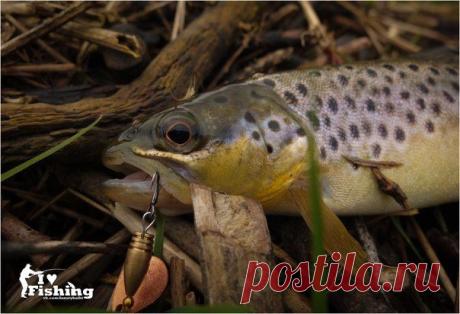 Правильные вертушки / Богатая добыча