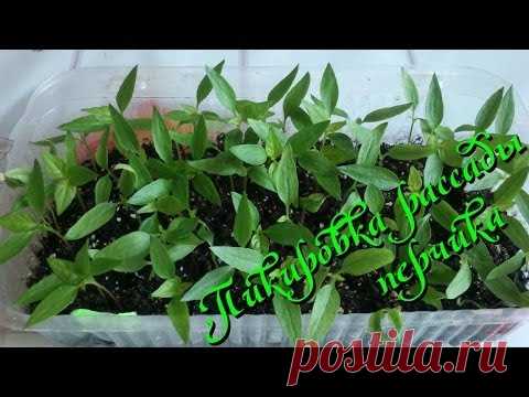 Перец декоративный острый (Capsicum annuum) пикировка рассады в домашних условиях
