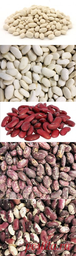 Фасоль купить в Москве | Шеф Орех