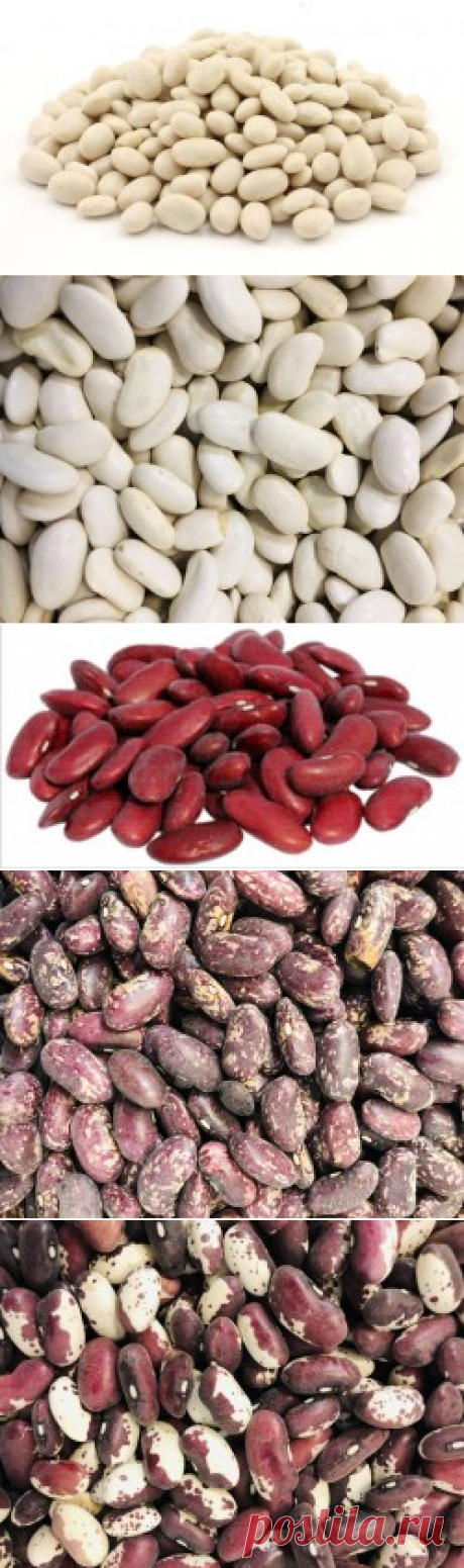 Фасоль купить в Москве | Шеф Орех