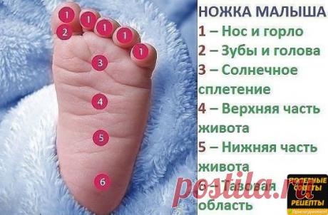 Ножка малыша
Мягко массируя определенную зону на детской стопе, 
Вы успокоите своего малыша, если у него что-то болит:
1 – Нос и горло
2 – Зубы и голова
3 – Солнечное сплетение
4 – Верхняя часть живота
5 – Нижняя часть живота
6 – Тазовая область